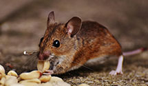 24 Hour & Emergency Exterminators in South Danville, NH